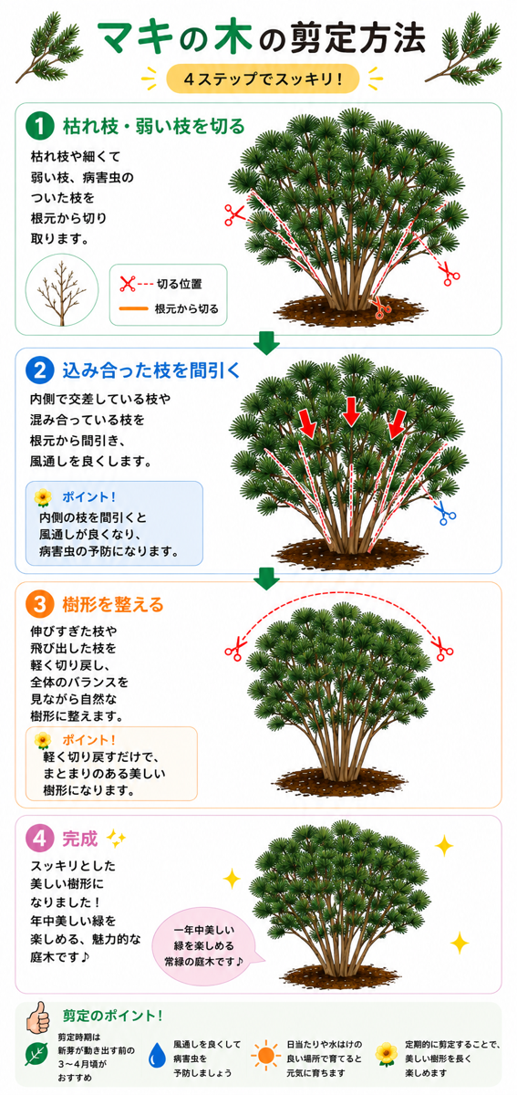 【図解あり】マキの木(槇・イヌマキ・ラカンマキ)の剪定方法 【図解あり】マキの木(槇・イヌマキ・ラカンマキ)の剪定方法
