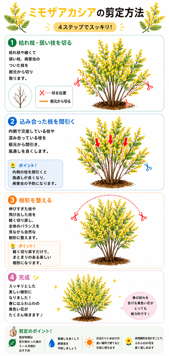 【図解あり】ミモザアカシア(ギンヨウアカシア)の剪定方法 【図解あり】ミモザアカシア(ギンヨウアカシア)の剪定方法