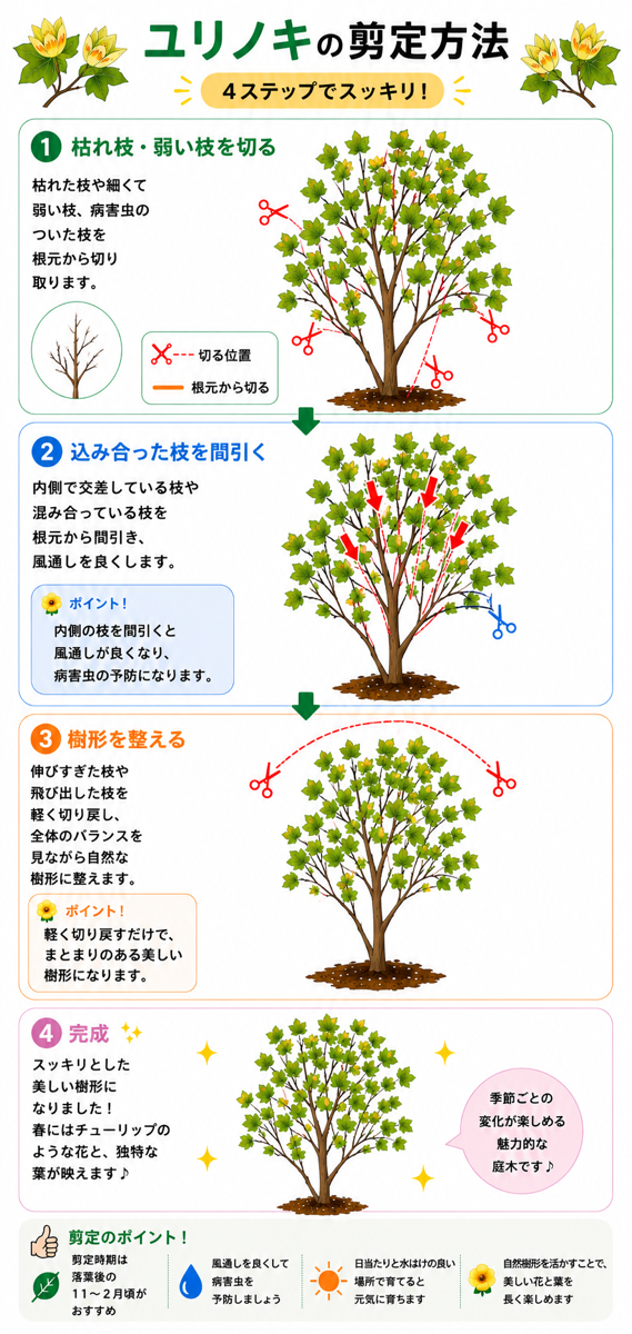 【図解あり】ユリノキの剪定方法 【図解あり】ユリノキの剪定方法