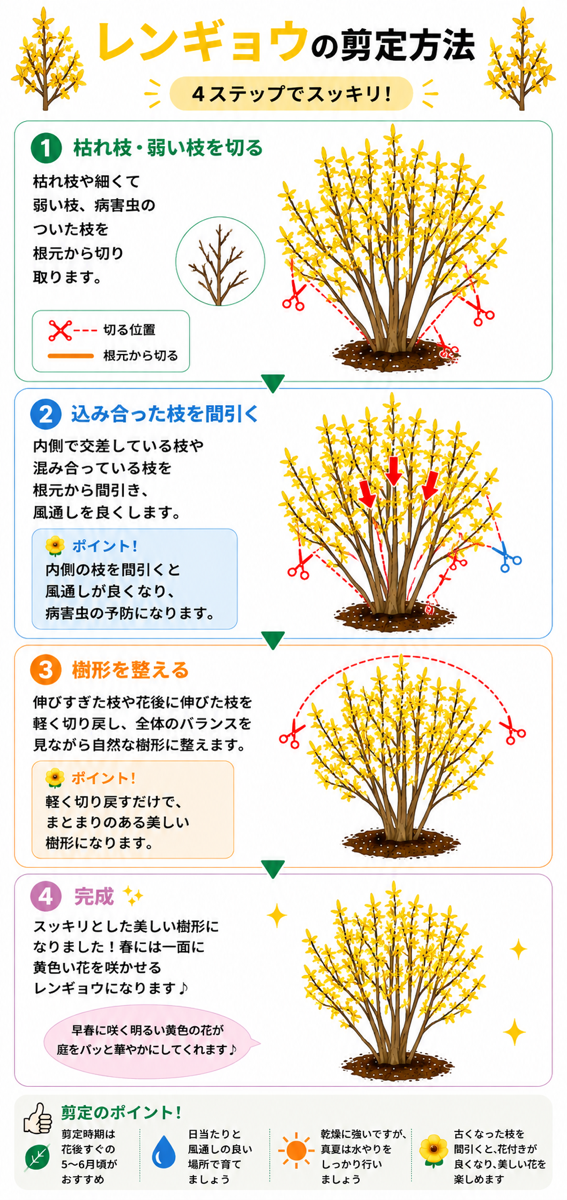 【図解あり】レンギョウの剪定方法 【図解あり】レンギョウの剪定方法