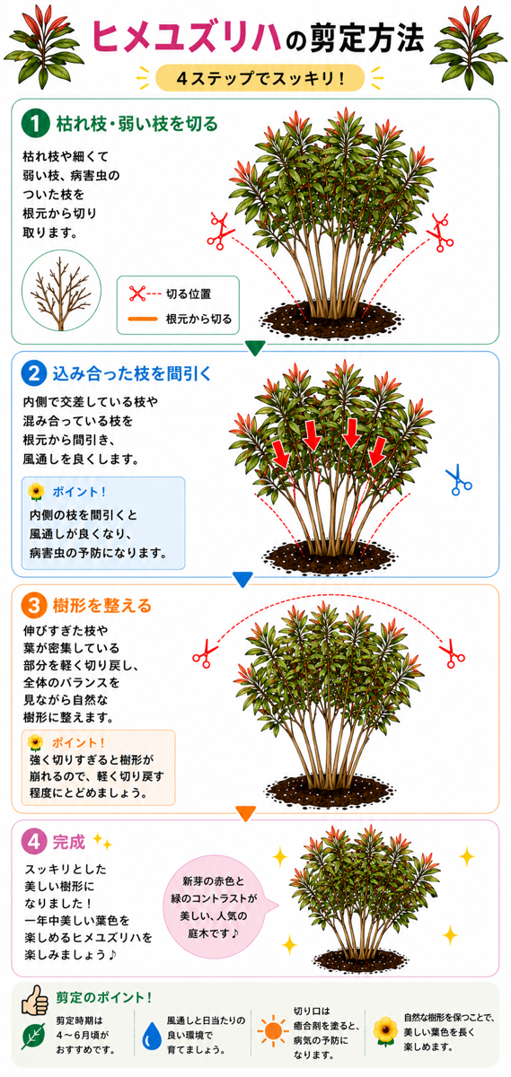【図解あり】ヒメユズリハの剪定方法 【図解あり】ヒメユズリハの剪定方法