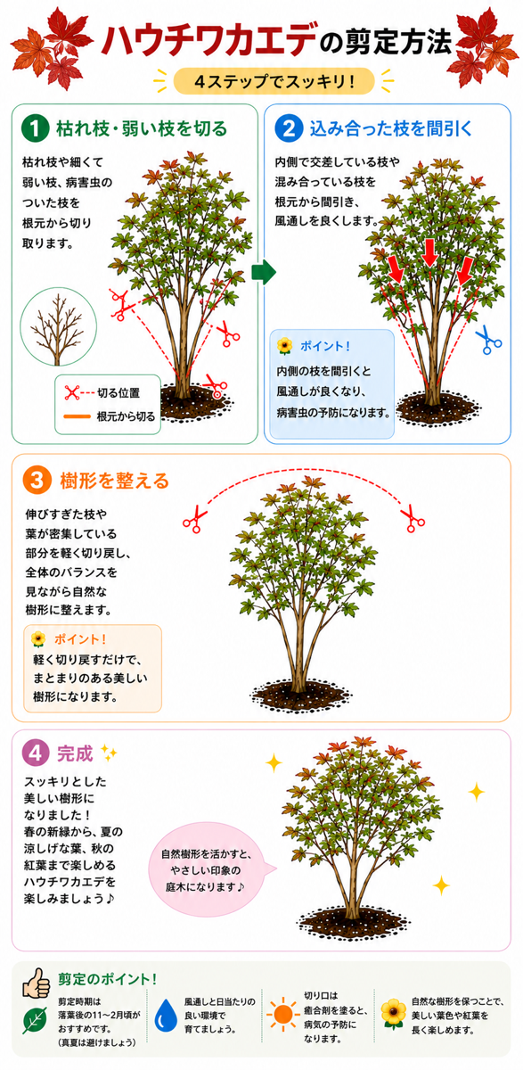 【図解あり】ハウチワカエデの剪定方法 【図解あり】ハウチワカエデの剪定方法