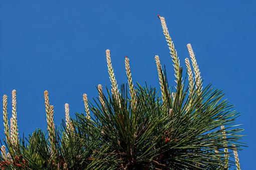 �N���}�c�i�����j