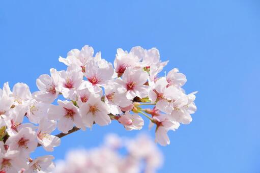 �T�N���i���j