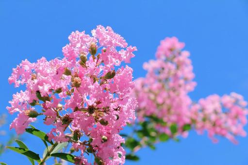 �T���X�x���i�S���g�j