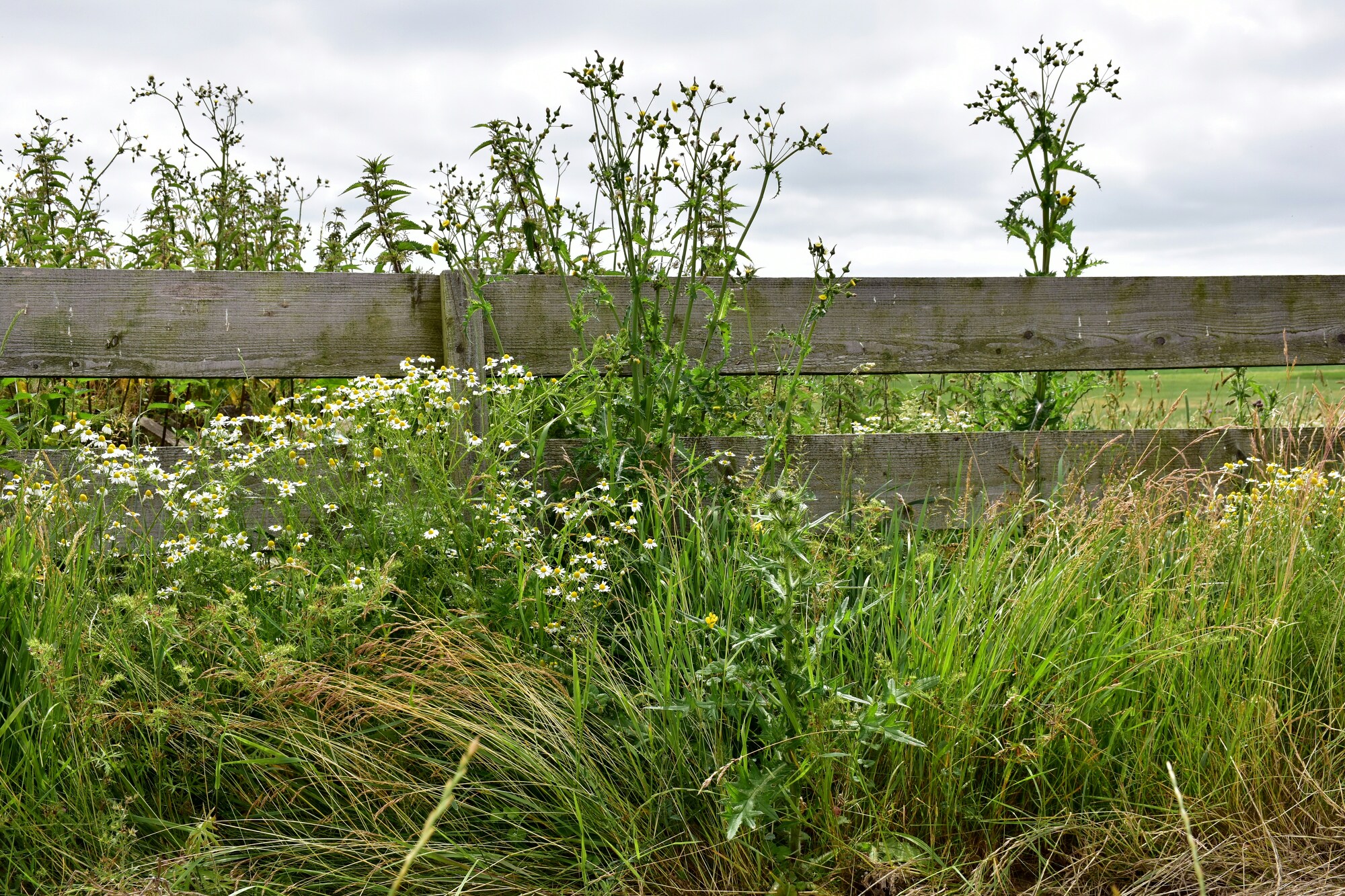 fence